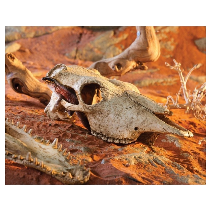 exo-terra-buffalo-skull-2.jpg