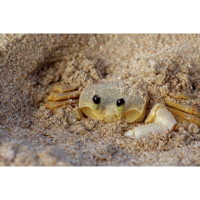 exo-terra-riverbed-sand-3.jpg