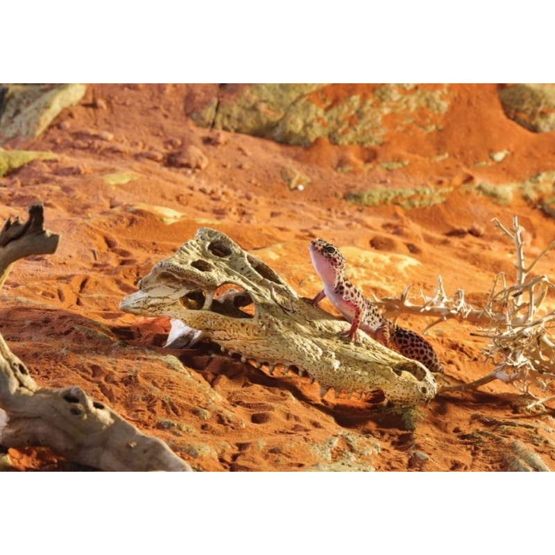 exo-terra-crocodile-skul-2.jpg