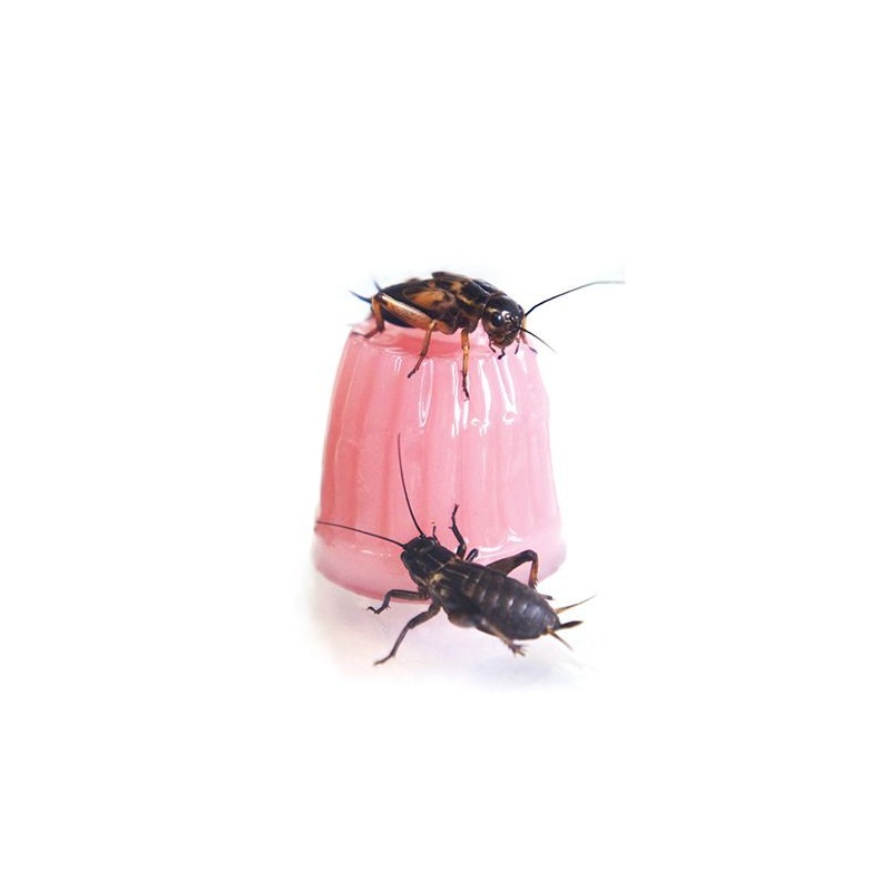komodo-jelly-pot-calcium-7.jpg
