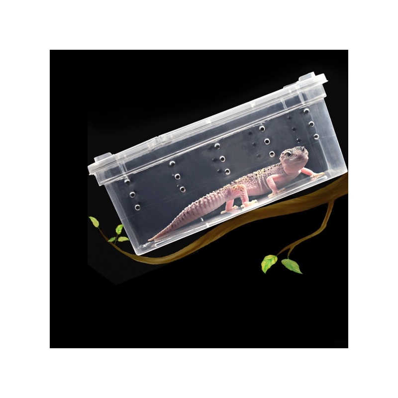 terrario-terrarium-fauna-18.jpg