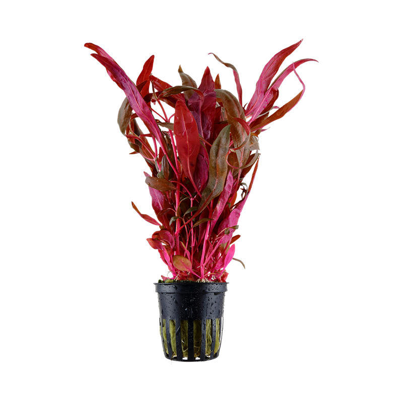 023-POT-2936-641808068c5593-01037449-023-20POT-png.png