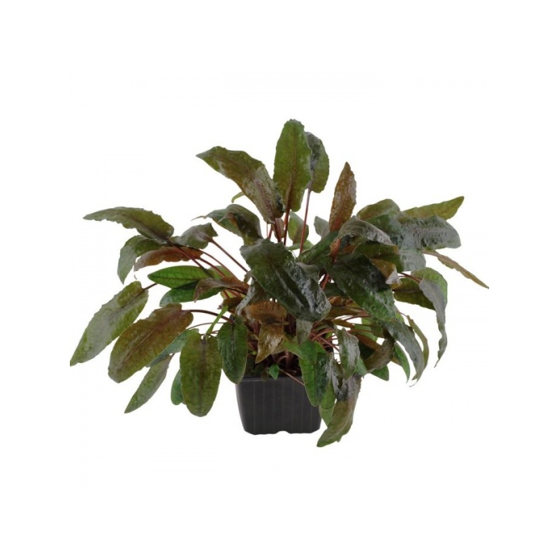 109e-xl-cryptocoryne-wendtii-tropica-rgb-2-1-.jpeg