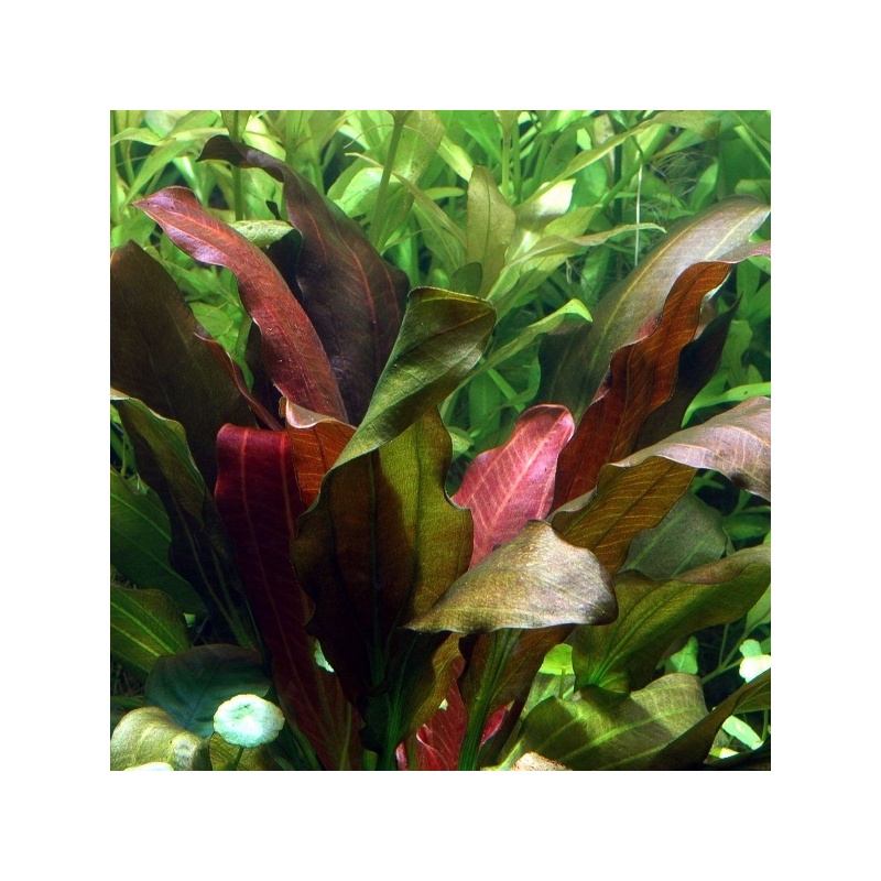 echinodorus-x-barthii-5-1.jpeg