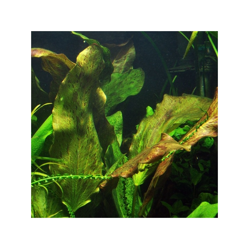 echinodorus-ozelot-5-1.jpeg