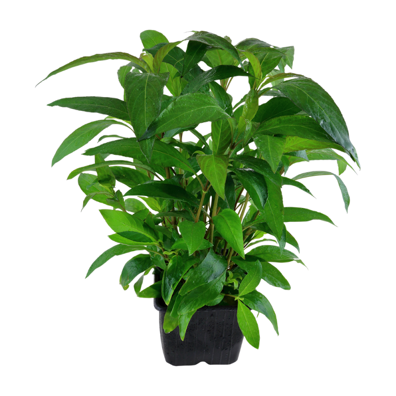 053a-xl-hygrophila-siamensis-rgb-2-1-1.png