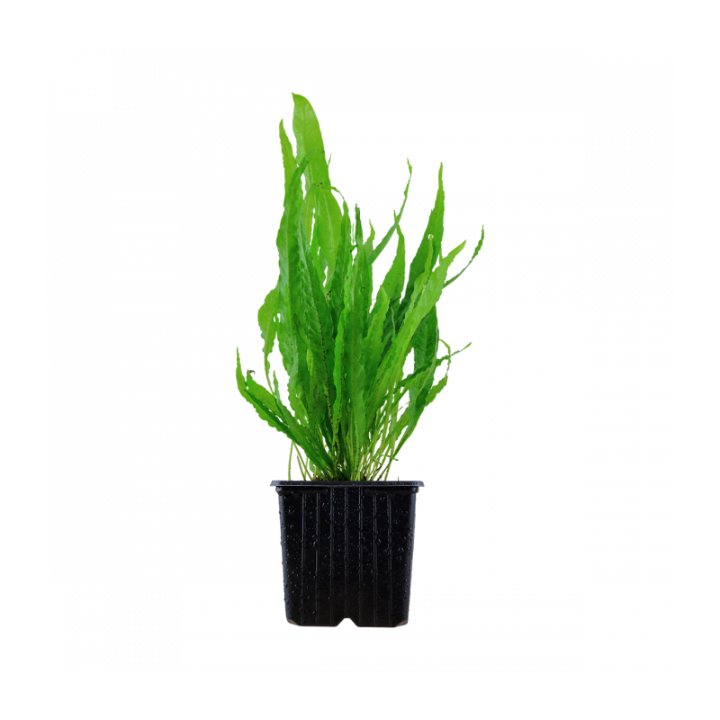 008-xl-microsorum-pteropus-rgb-1-.png