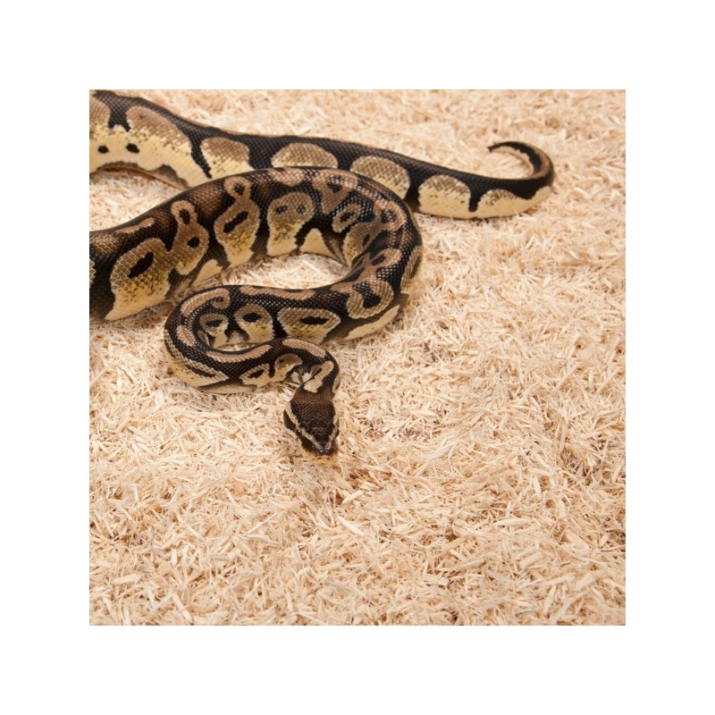 zoomed-aspen-snake-26l-p-6.jpg