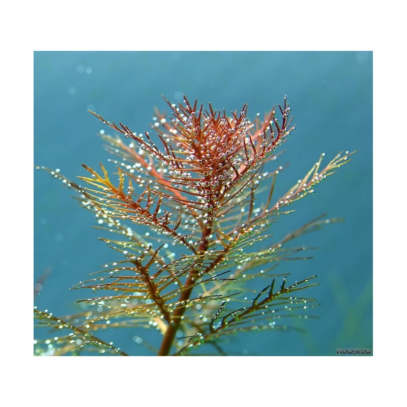 proserpinaca-palustris-513f3d676d211.jpeg