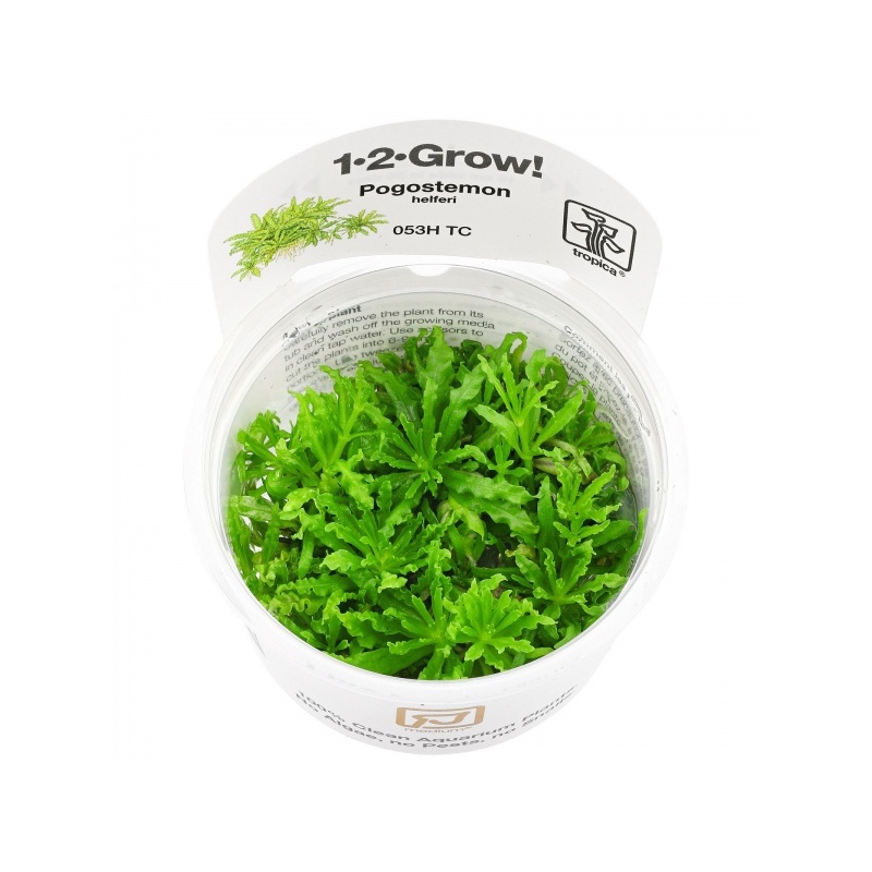 pogostemon-helferi-1-2-grow.jpg