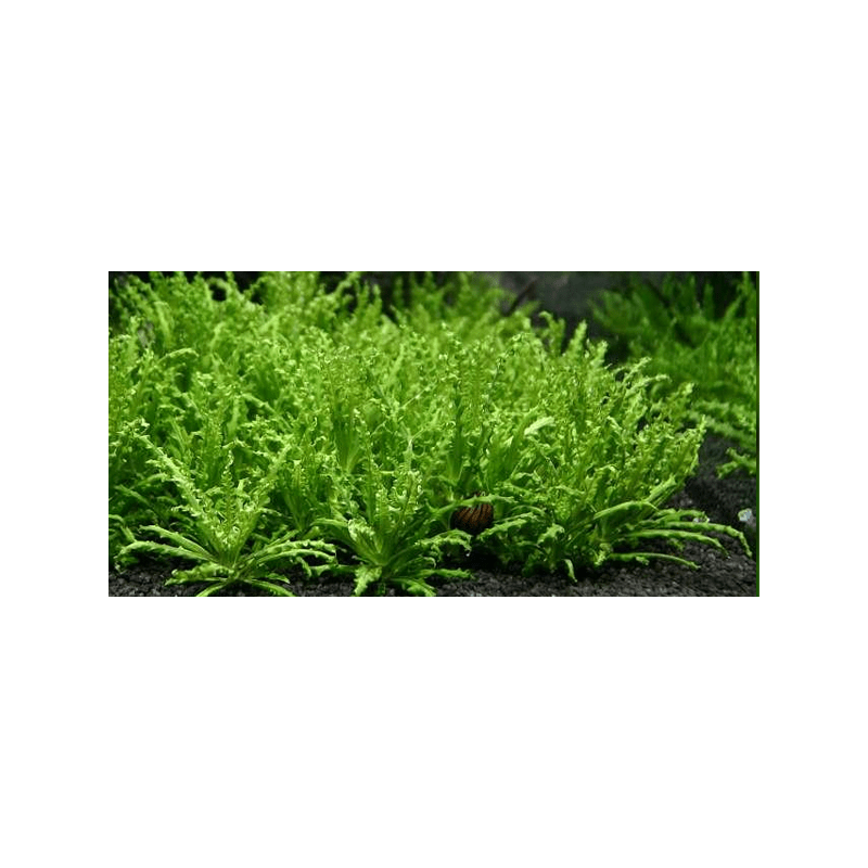 Pogostemon-Helferi.png