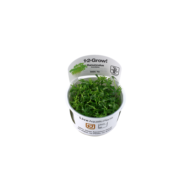 Ranuculus.png