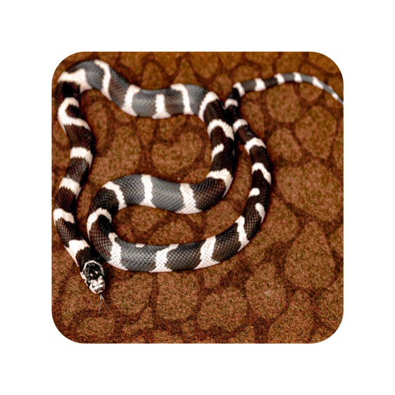 repti-zoo-carpet-mat-pod-66.jpg