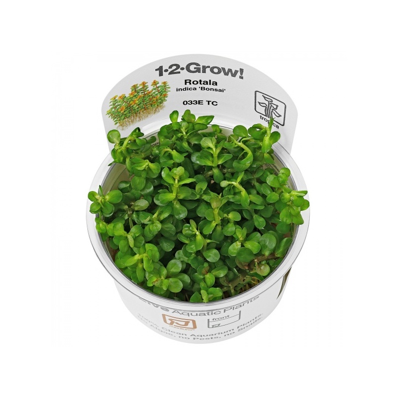 rotala-indica-1-2-grow.jpg