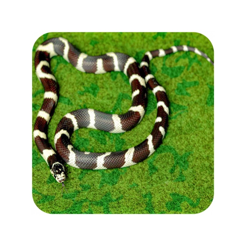 repti-zoo-carpet-mat-pod-76.jpg
