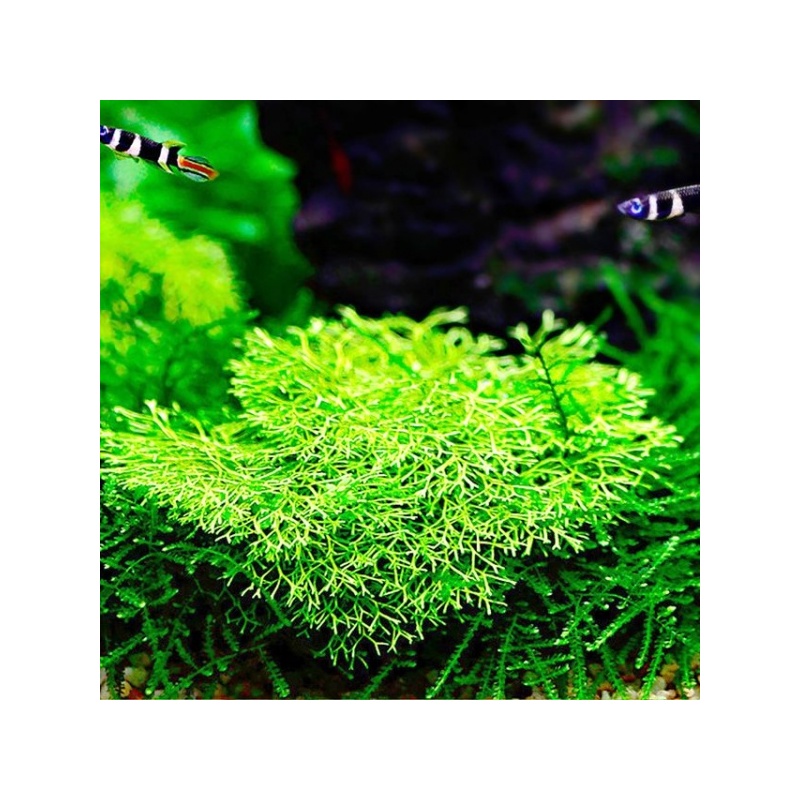 riccia-fluitans-2.jpeg