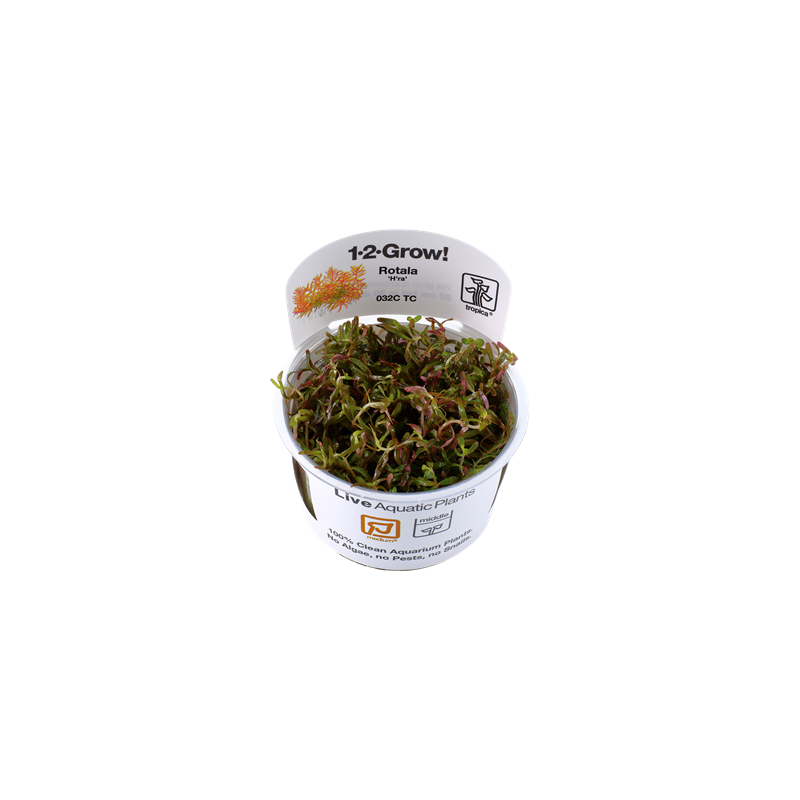 Rotala-Vietnam-Hra.png