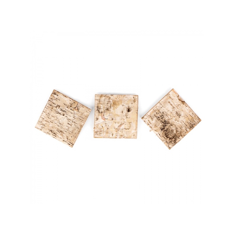 terrario-birch-backgroun-1.jpg