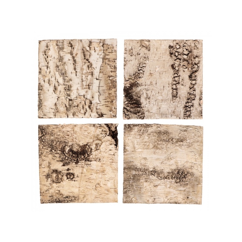 terrario-birch-backgroun-2.jpg