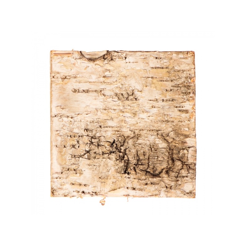 terrario-birch-backgroun.jpg