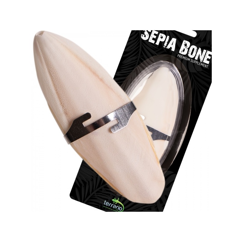 terrario-sepia-bone-sepi-3.jpg terrario-sepia-bone-sepi-3.jpg