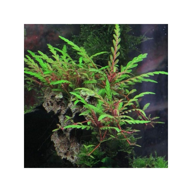 16937-10413a-Hygrophila-pinnatifida-11.jpeg