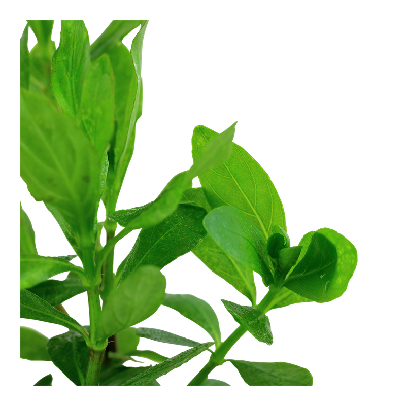050-2.png