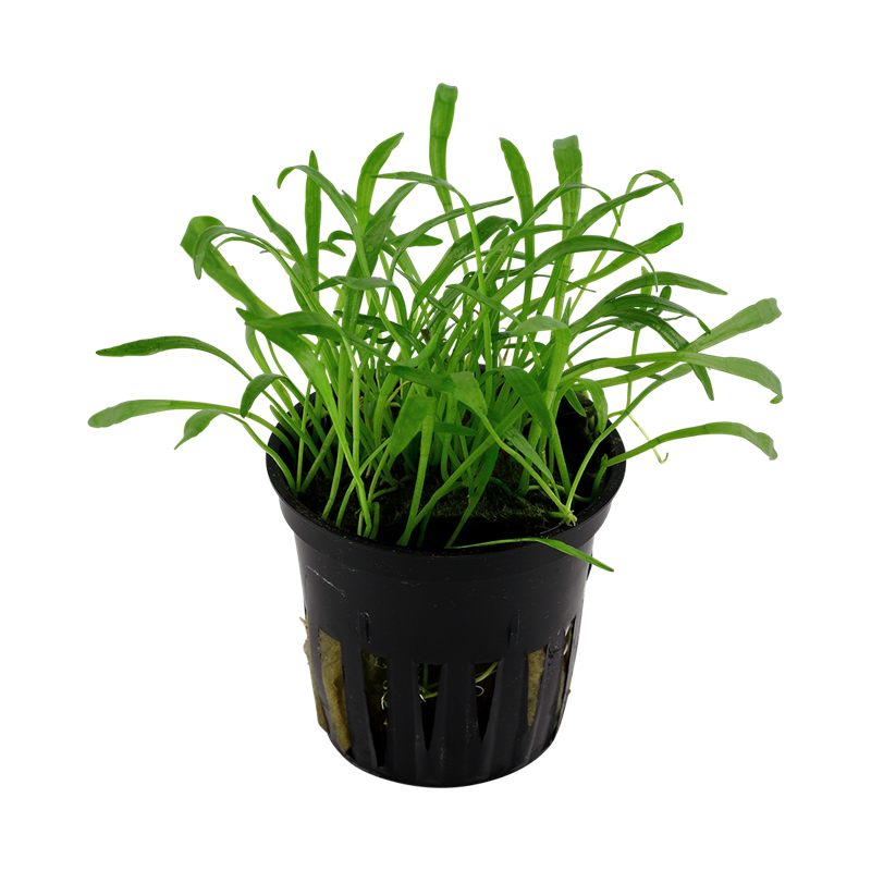 040-pot-2.png