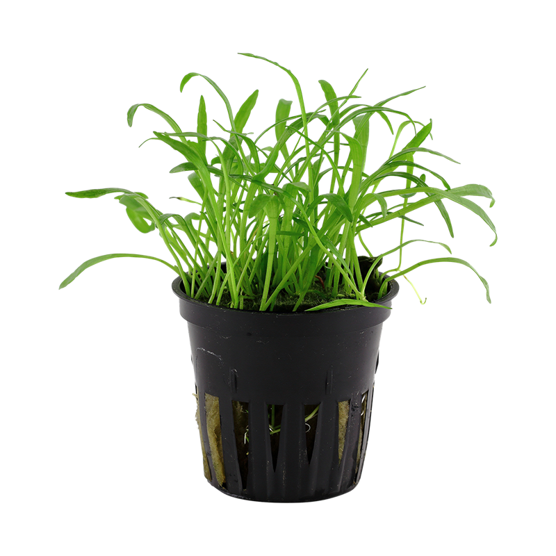 040-pot.png