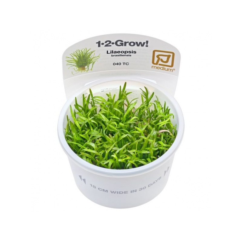 lilaeopsis-brasiliensis-1-2-grow.jpeg