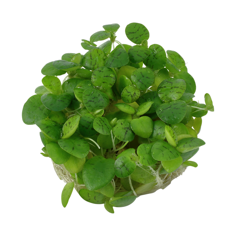 3-1.png
