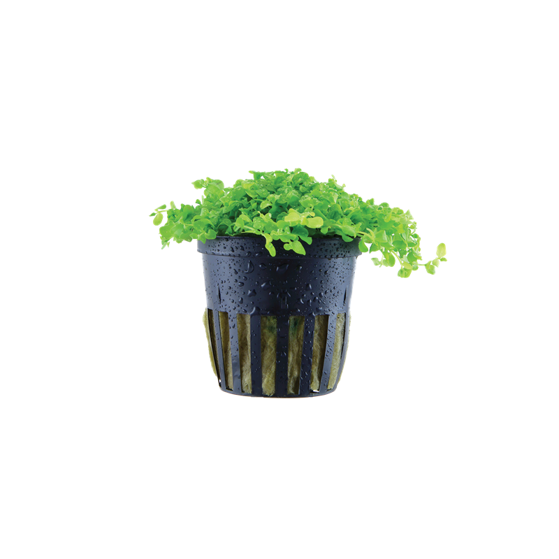 025-POT-10057-6059ca1ab9a830-70324649-025-20POT-png-4.png