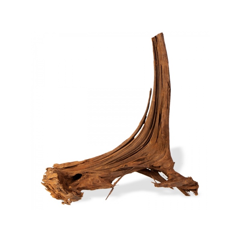 mangrove-root-indonesian-korzen-na-sztuki-m-1.jpg