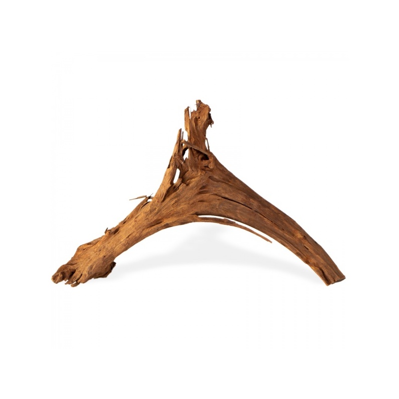 mangrove-root-indonesian-korzen-na-sztuki-m-3.jpg