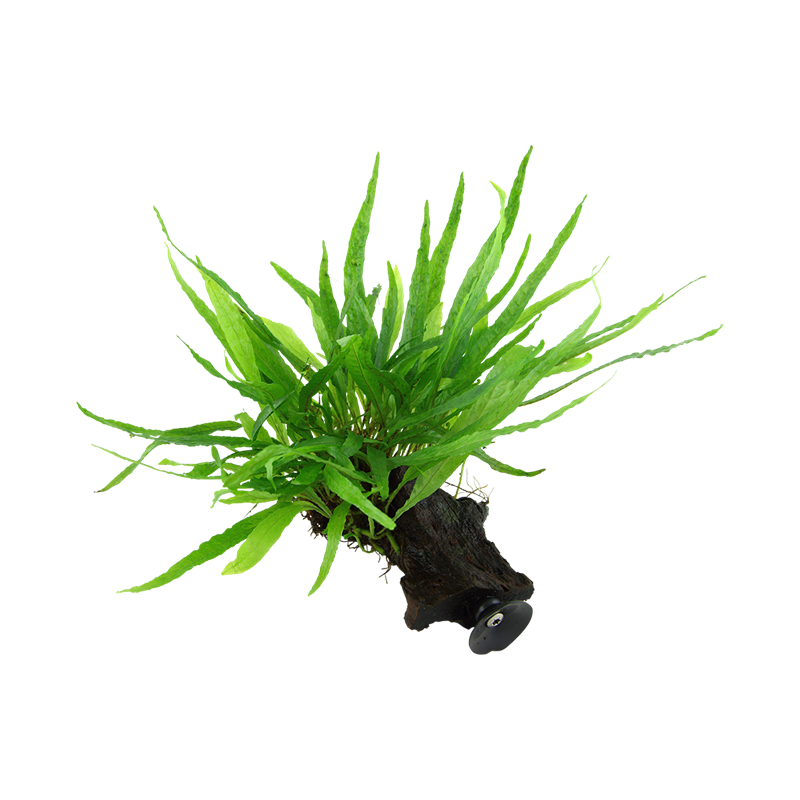 2.png