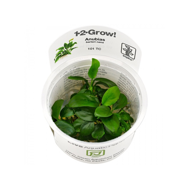 anubias-barteri-var-nana-1-2-grow.jpeg