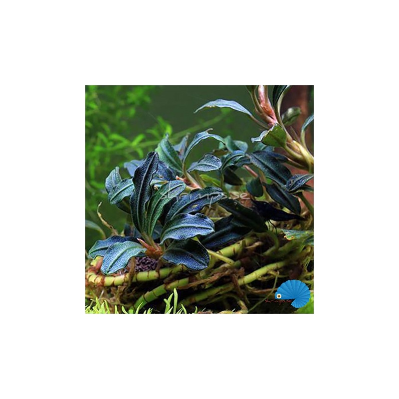 bucephalandra-kedagang-.jpg