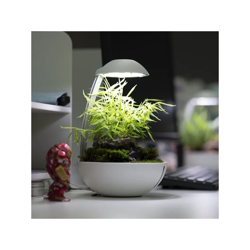 chihiros-tiny-terrarium-egg.jpg