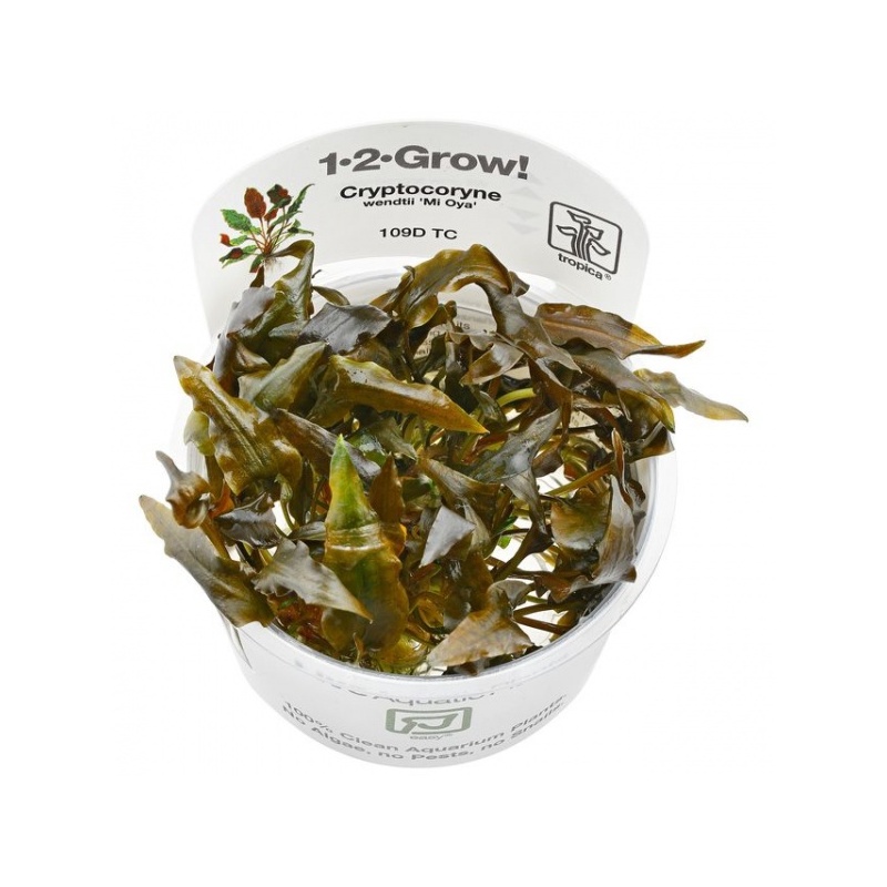 cryptocoryne-wendtii-mi-oya-1-2-grow-640x.jpeg