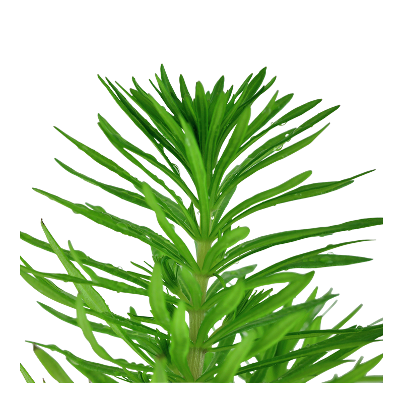 Pogostemon deccanensis