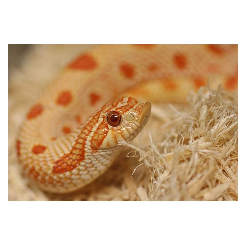 Repti-Zoo Aspen Snake Bedding - pappelkiust substraat 500g