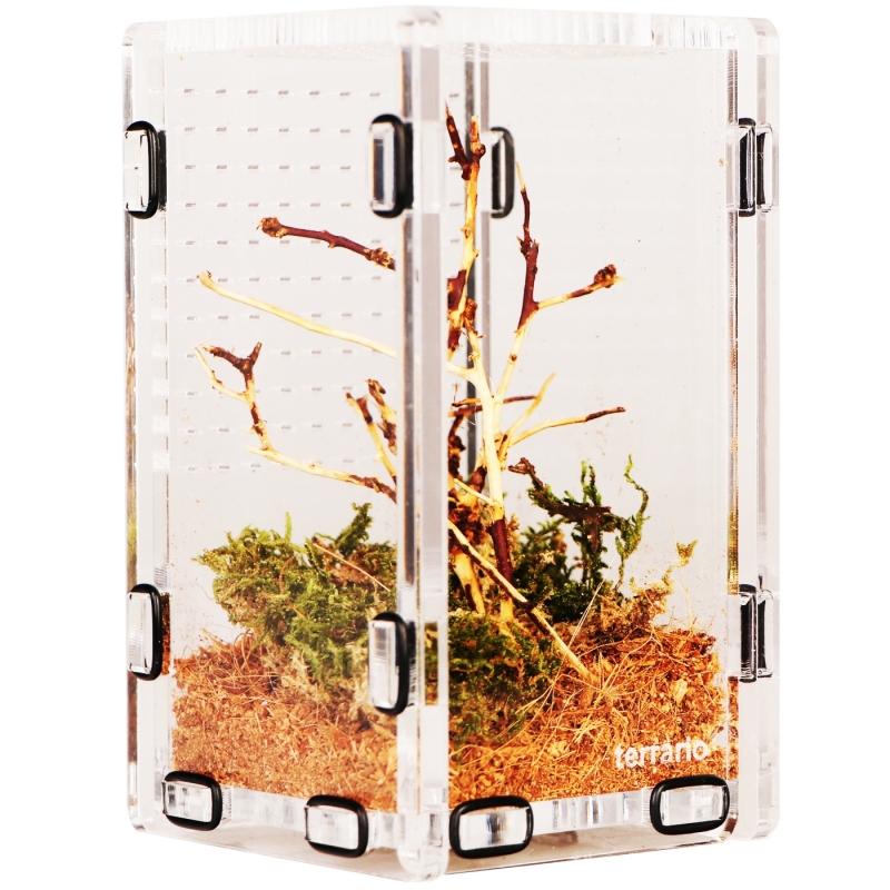 Terrario Mantis Area S - akrüülterraarium palvetajatele ja putukatele