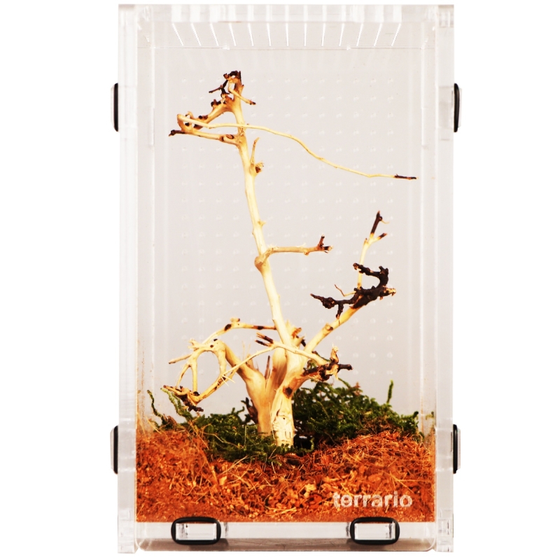 Terrario Mantis Area L - akrüülterraarium palvetajatele ja putukatele