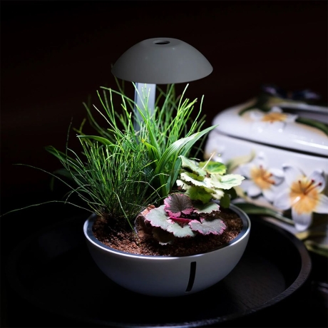 Набор Chihiros Tiny Terrarium Egg + 3 растения в подарок