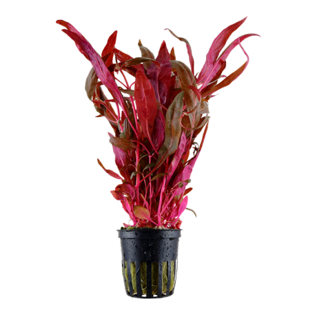 TROPICA Alternanthera reineckii ‘Pink’ в горшке