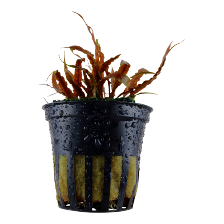 Cryptocoryne albida 'Brown' pottis