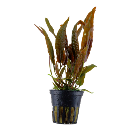 Cryptocoryne usteriana