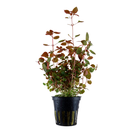 Ludwigia palustris 'Super Red' pottis