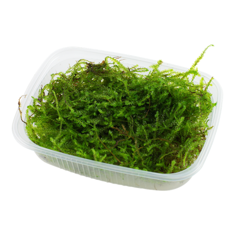 Мох Taxiphyllum barbieri 'Bogor Moss'
