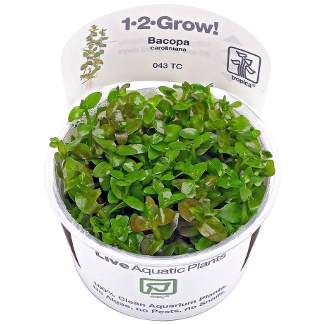 bacopa-caroliniana-1-2-grow.jpeg